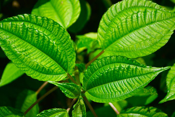 We can find this leaf in a fertile place, in the countryside, or in the mountains
