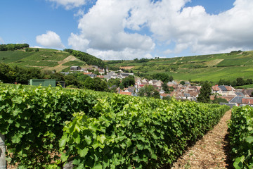 vineyard in loire