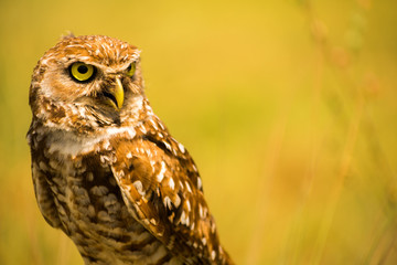owl, bird, nature, eyes, orange, animal