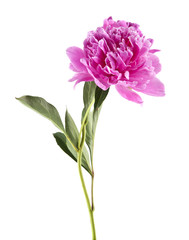 Peony flowers isolated on white background