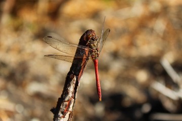 Rote Libelle