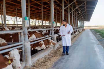 Veterinarian checking cows at cow farm.