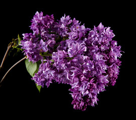lilac flowers isolated on a black background