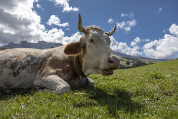Fototapeta na wymiar Glückliche Kuh auf der Seiser Alm in Südtirol