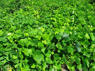 荒野に茂る秋の草