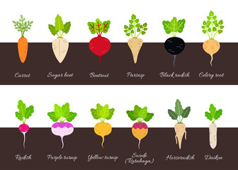 Collection of various growing root vegetables