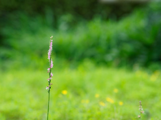 草原のネジバナ