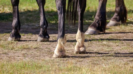 Hooves of a horse on the grass