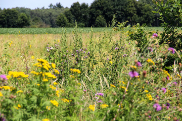 wildblumen mit dem fokus in der mitte in cloppenburg niedersachsen fotografiert auf einer tour in cloppenburg niedersachsen deutschland mit weitwinkel objektiv