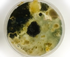 Petri dish with black and yellow fungi after growing a sample in a scientific microbiology laboratory. Mycological sample of molds with growth in various shapes and colors.