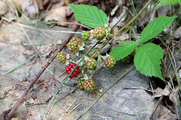 wilde himbeeren im wald auf einem holzstück in cloppenburg niedersachsen fotografiert auf einer...