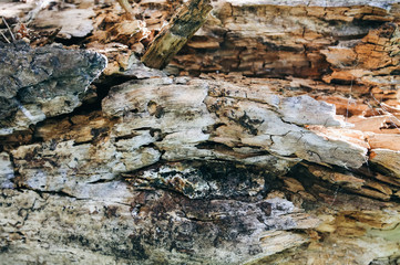 Old vintage wooden planks of the house. Grey wood texture background.