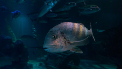 Fototapeta premium fish in aquarium