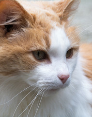 Fluffy, red cat looks into the lens. Pet close-up