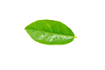Fototapeta na wymiar fresh green lemon leaves with water drops isolated on white background.lime leaf and green herbs for cooking and spa.