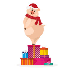 Funny pig stand shy on christmas gifts.  Christmas pig cartoon vector illustration. 2019 New Year Chinese symbol.