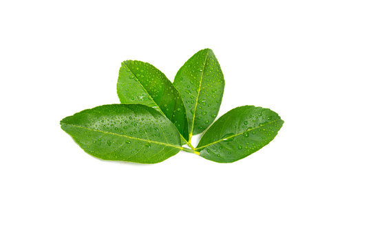 fresh green lemon leaves with water drops isolated on white background.lime leaf and green herbs for cooking and spa.