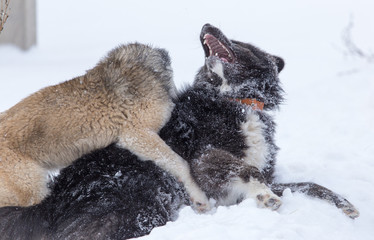 Two dogs are played on snow in winter