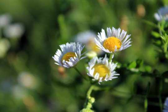 margheritine