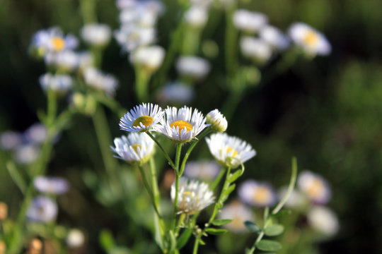 margheritine