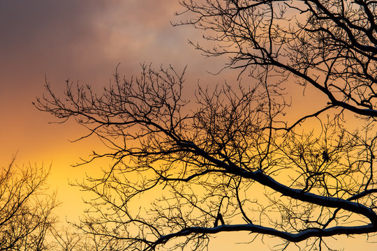 Naked branches on a tree against a sunset sun © schankz