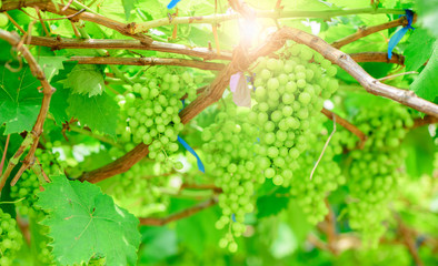 Green grapes in garden with sunlight