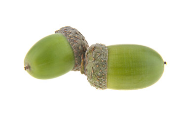 green acorns isolated on white background. As an element of packaging design.