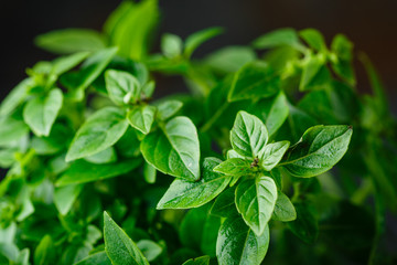 Fresh Leaves of basil