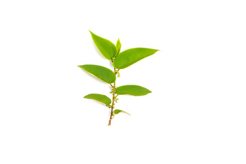 Fototapeta premium tropical green leaf isolated on white background.
