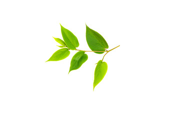 tropical green leaf  isolated on white background.