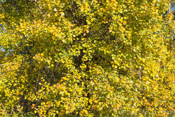 Obraz premium Green foliage on a tree. Deciduous forest. Nature of Russia