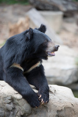 Malayan sun bear, Honey bear