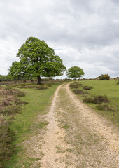 Hill path in the New Forest, Hampshire