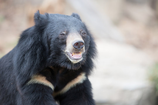 Malayan sun bear, Honey bear