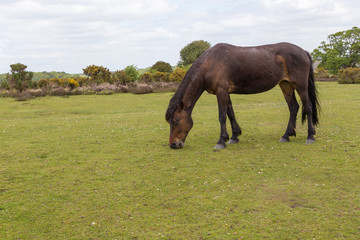 Obraz premium New Forest wild pony graving on heathland