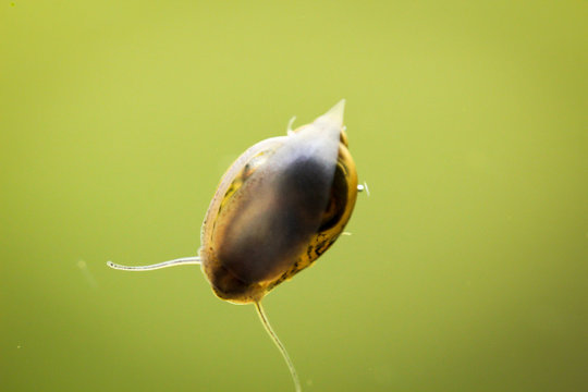 Schnecke im Aquarium