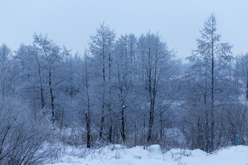 Snowy trees in the forest in winter