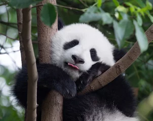 Deurstickers Blije Panda-baby die zijn tong uitsteekt © SJ Travel Footage