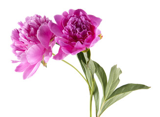 Peony flowers isolated on white background. As an element of packaging design