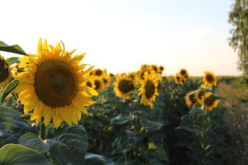 Bright yellow flowers of sunflowers