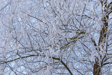 Snowy trees in the forest in winter