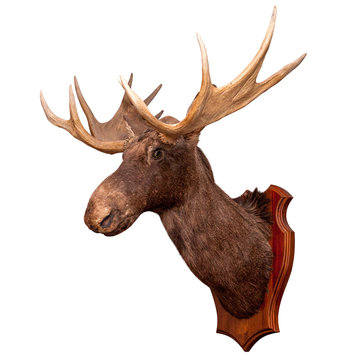 stuffed wild elk head isolated on white background, taxidermy