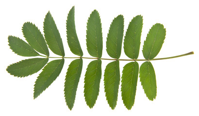 green leaves of mountain ash isolated on white background