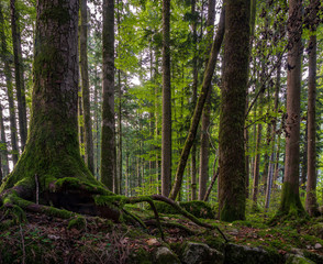 Obraz premium Wald