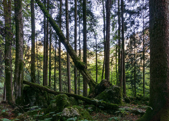 Wald