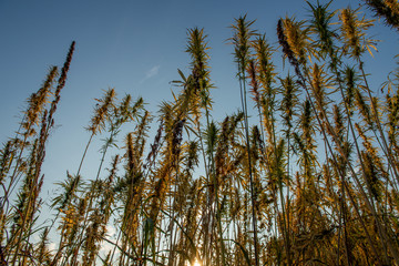 marijuana plant