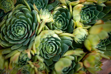 Houseleek plant background. Sempervivum tectorum nature texture.
