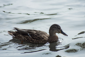 Duck swims in the river, close