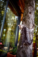 Obraz premium cat climbing on the tree