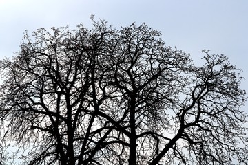 Arbol sin hojas en otoño. Contraluz con cielo azul.